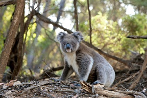 Image of a koala. Image of a koala.